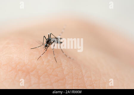 Close up mosquito de sucer le sang de la peau humaine Banque D'Images