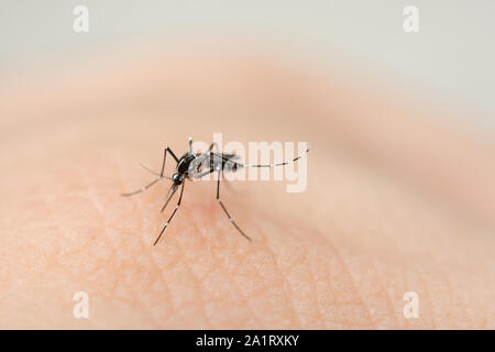 Close up mosquito de sucer le sang de la peau humaine Banque D'Images