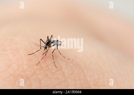 Close up mosquito de sucer le sang de la peau humaine Banque D'Images