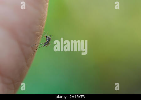 Close up mosquito de sucer le sang de la peau humaine Banque D'Images