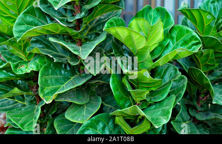 Feuilles de fiddle leaf fig (Ficus lyrata), voir de très près. Banque D'Images