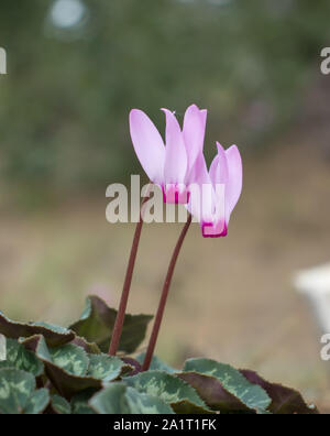 Rose incroyable et cyclamens sauvages dans la forêt de Jérusalem Banque D'Images