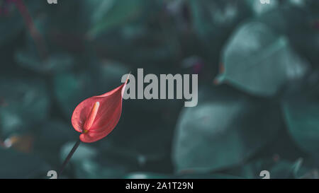 Résumé belle fleur tropicale et de feuilles vertes de l'été l'arrière-plan. ( Tailflower anthurium rose flowes, Flamingo, de fleurs en fleurs dans l'laceleaf ) Banque D'Images