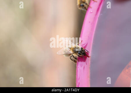 La collecte de l'eau'abeille à miel (Apis mellifera), l'Australie du Sud Banque D'Images