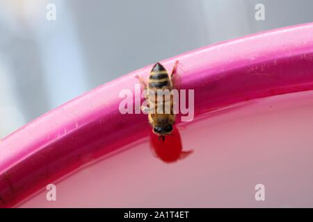 La collecte de l'eau'abeille à miel (Apis mellifera), l'Australie du Sud Banque D'Images