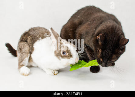 Lapin nain avec black cat partage et manger un juteux feuille de pissenlit sur fond blanc Banque D'Images