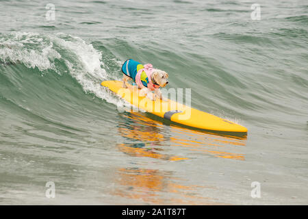 Huntington Beach, CA, USA. Septembre 28, 2019. Ziggy sur une vague. Crédit : Ben Nichols/Alamy Live News Banque D'Images