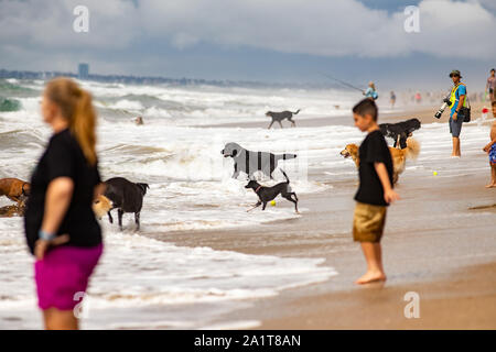 Huntington Beach, CA, USA. Septembre 28, 2019. Un groupe de spectateurs lors de la compétition de chiens de surf sur Huntington Dog Beach. Crédit : Ben Nichols/Alamy Live News Banque D'Images