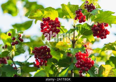 Guelder- Rose de baies. Succursale de Guelder Rose- rouge des baies au soleil matinal Banque D'Images