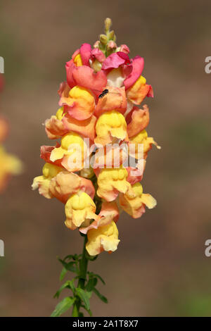 Le Dragon Flower Banque D'Images