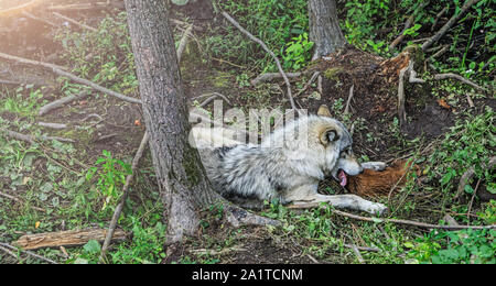 Un loup dévore la proie, dans le contexte des forêts. À proximité de repos dans l'environnement naturel. Portrait d'un loup dans les fo Banque D'Images