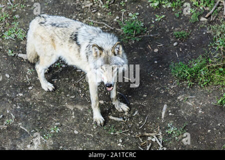 Du vrai loup gris tournant, sur le fond de la forêt. Près de loup en milieu naturel. Portrait d'un loup dans la forêt canadienne duri Banque D'Images