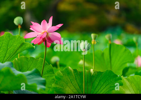 Belle fleur de lotus en pleine floraison entouré de graines de lotus. Banque D'Images