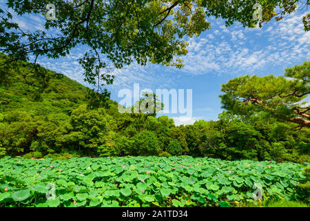 Beaucoup de fleur de lotus dans blooming dans l étang à Ritsurin Garden, au Japon. Banque D'Images