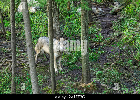 Parmi les arbres de la famille des loups dans une forêt dense. Le loup dans l'alerte garde le sommeil d'autres loups. Du vrai loup gris tournant, sur la forêt canadienne du Banque D'Images