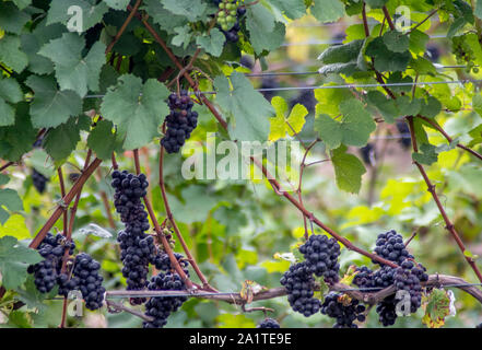 Les raisins violets dodus se suspendre à la vigne dans un Michigan USA Winery, prêt à être récolté et transformé une boisson délicieuse de l'oti Banque D'Images