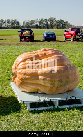 Fair Oaks, Indiana USA, le 8 octobre 2016 ; un très grand pumpkin repose sur une palette en bois, avec un autre grand veggie reposant à l'arrière d'un pick up truck Banque D'Images