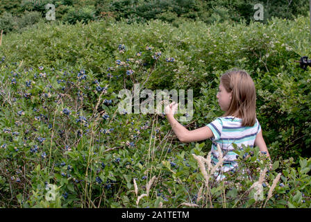 Une jeune fille enlève la graisse, les bleuets juteux sur une ferme en milieu rural Michigan USA Banque D'Images