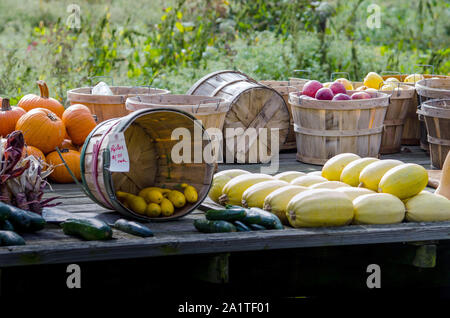 Un grand lit wagon en bois renferme une grande variété de récolte d'automne, avec les pommes, citrouilles, courges, courgettes, courges, concombres et maïs Banque D'Images