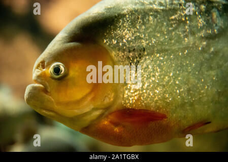 Pygocentrus nattereri piranha (rouge), un carnivore prédateurs indigènes dans le bassin de l'Amazone, à l'Aquarium de Géorgie dans le centre-ville d'Atlanta, Géorgie. Banque D'Images