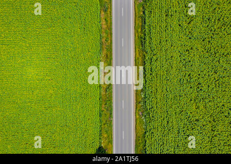 Au-dessus de la route et les champs de tournesol jaune Banque D'Images