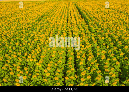 Vue aérienne de champs de tournesol, champ jaune Banque D'Images