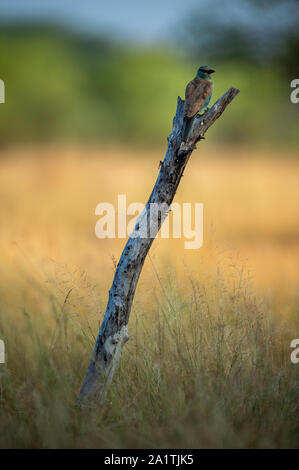 Eurasienne Angry Bird ou européen ou à rouleaux Coracias garrulus sur une belle perche en bois et plusieurs couleurs de fond à tal chhapar sanctuaire, Inde Banque D'Images