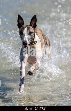 Un whippet aime jouer dans l'océan au point Corney en Australie-Méridionale en Australie. Banque D'Images