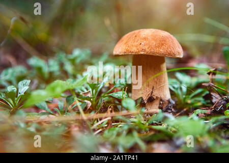 Cueillette de champignons dans la forêt au début de l'automne. L'été dernier. Les champignons sont de plus en plus le vert, épais, la couche de mousse humide. Temps parfait pour Banque D'Images