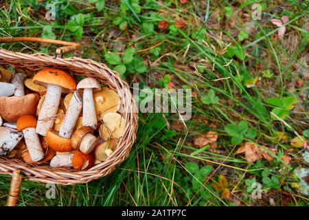 Panier avec des champignons des bois fraîchement cueillis, se dresse sur l'herbe. Banque D'Images