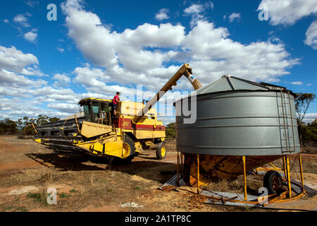 Les transferts d'un agriculteur de son grain 587 Massey Ferguson harvester dans une rubrique silo sur sa propriété à Kringin broadacre en Australie du Sud, Australie. Banque D'Images