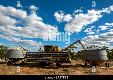 Les transferts d'un agriculteur de son grain 587 Massey Ferguson harvester dans une rubrique silo sur sa propriété à Kringin broadacre en Australie du Sud, Australie. Banque D'Images