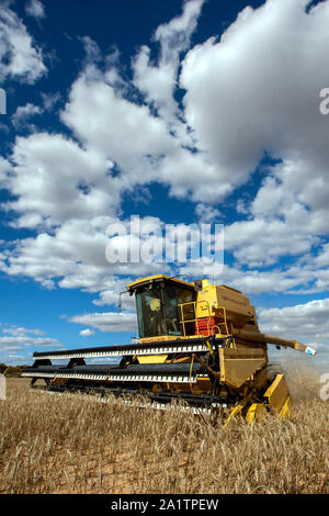 Un agriculteur récoltant un paddock broadacre de blé à l'aide d'une ensileuse New Holland à Kringin dans l'état d'Australie-Méridionale en Australie. Banque D'Images