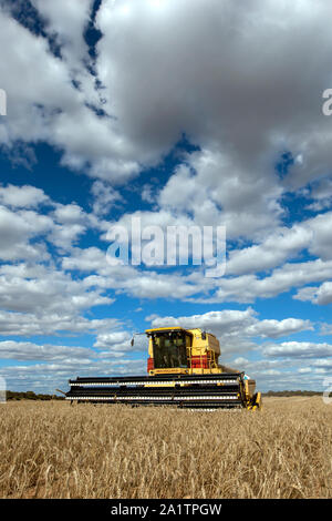 Un agriculteur récoltant un paddock broadacre de blé à l'aide d'une ensileuse New Holland à Kringin dans l'état d'Australie-Méridionale en Australie. Banque D'Images