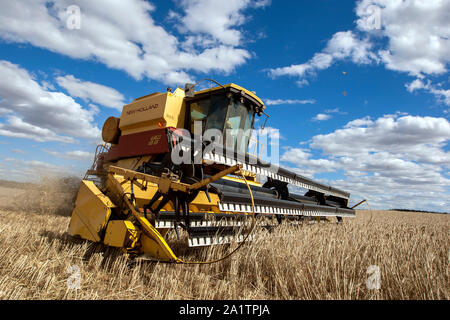 Un agriculteur récoltant un paddock broadacre de blé à l'aide d'une ensileuse New Holland à Kringin dans l'état d'Australie-Méridionale en Australie. Banque D'Images