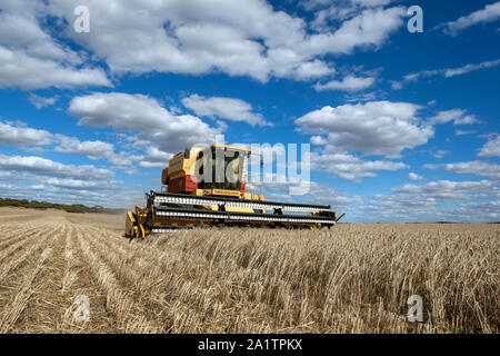 Un agriculteur récoltant un paddock broadacre de blé à l'aide d'une ensileuse New Holland à Kringin dans l'état d'Australie-Méridionale en Australie. Banque D'Images