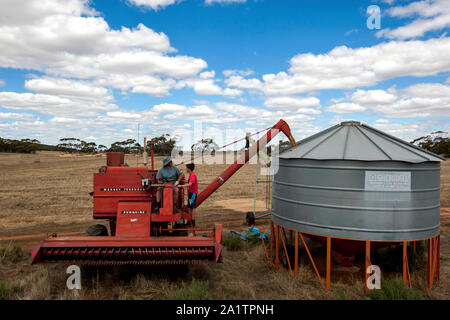 Transfert d'un agriculteur de son grain 587 Massey Ferguson harvester dans une rubrique silo sur sa propriété à Kringin broadacre en Australie-Méridionale en Australie. Banque D'Images