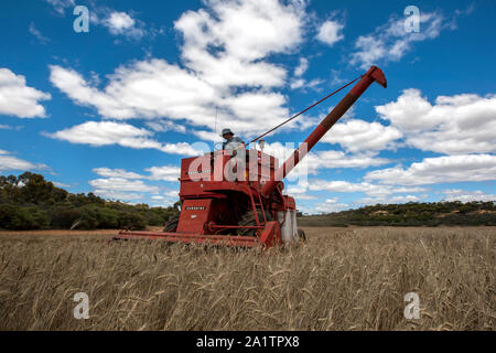 Un agriculteur récoltant un paddock broadacre de blé à l'aide d'une récolteuse à Massey Ferguson 587 Kringin dans l'état d'Australie-Méridionale en Australie. Banque D'Images