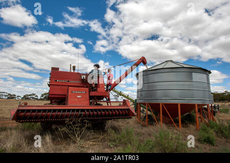 Les transferts d'un agriculteur de son grain 587 Massey Ferguson harvester dans une rubrique silo sur sa propriété à Kringin broadacre en Australie du Sud, Australie. Banque D'Images