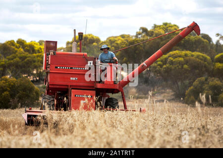 Un agriculteur récoltant un paddock broadacre de blé à l'aide d'une récolteuse à Massey Ferguson 587 Kringin dans l'état d'Australie-Méridionale en Australie. Banque D'Images