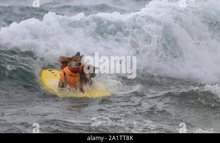 Huntington Beach, USA. 28 Sep, 2018. Deux chiens au cours de surf surf surf annuel la ville de chiens à Huntington Beach, Californie, États-Unis, le 28 septembre 2018. Crédit : Li Ying/Xinhua/Alamy Live News Banque D'Images