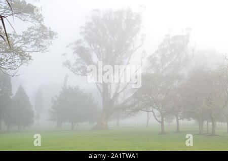 Le brouillard hivernal descend sur Cornwall Park, Auckland, Nouvelle-Zélande Banque D'Images