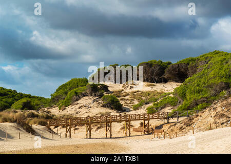 Réserve de régénération des dunes de sable sur la plage de Cala Millor Majorque Espagne, le ciel est nuageux Banque D'Images