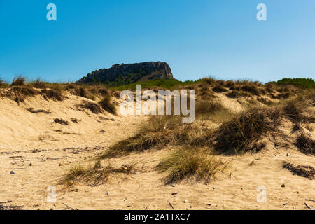 Réserve de régénération des dunes de sable sur la plage de Cala Millor, Majorque, Espagne Banque D'Images