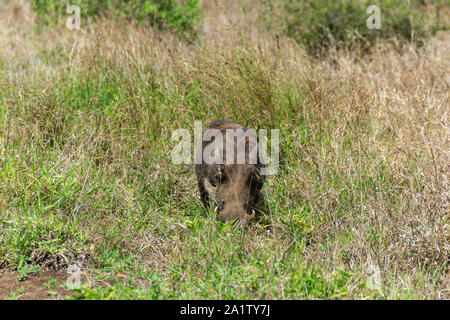 Parc National Kruger - Warthog Banque D'Images