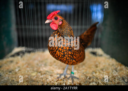 Un coq Sebright attend d'être jugé à l'automne de Malvern, à montrer les trois comtés Showground près de Malvern dans Worcestershire. Banque D'Images