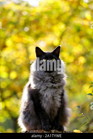 Une fumée noire chat norvégien assis sur une souche dans la forêt d'automne Banque D'Images