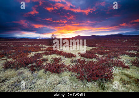 Couleurs d'automne et de soleil colorés à Fokstumyra réserve naturelle, Dovre, la Norvège. Les arbustes d'orange au premier plan est le bouleau glanduleux, Betula nana. Banque D'Images