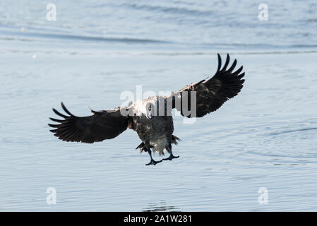 Bernache du Canada (Branta canadensis) arrivant sur la terre Banque D'Images