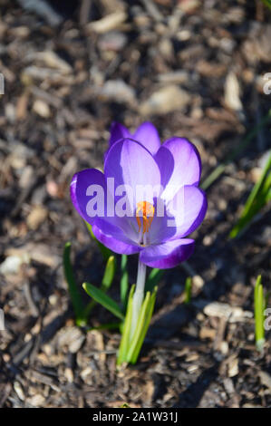 Bleu lavande/Crocus 'Grand Maître' fleur poussant dans une frontière à RHS Garden Harlow Carr, Harrogate, Yorkshire. Angleterre, Royaume-Uni. Banque D'Images